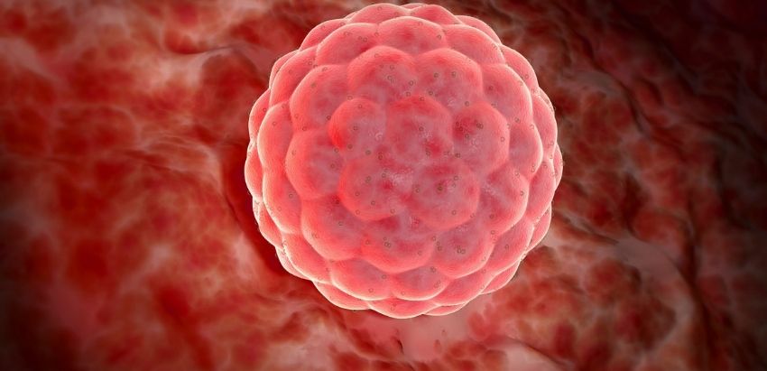 Blastocyst Culture