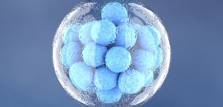 Embryo Biopsy (PGS_PGD)